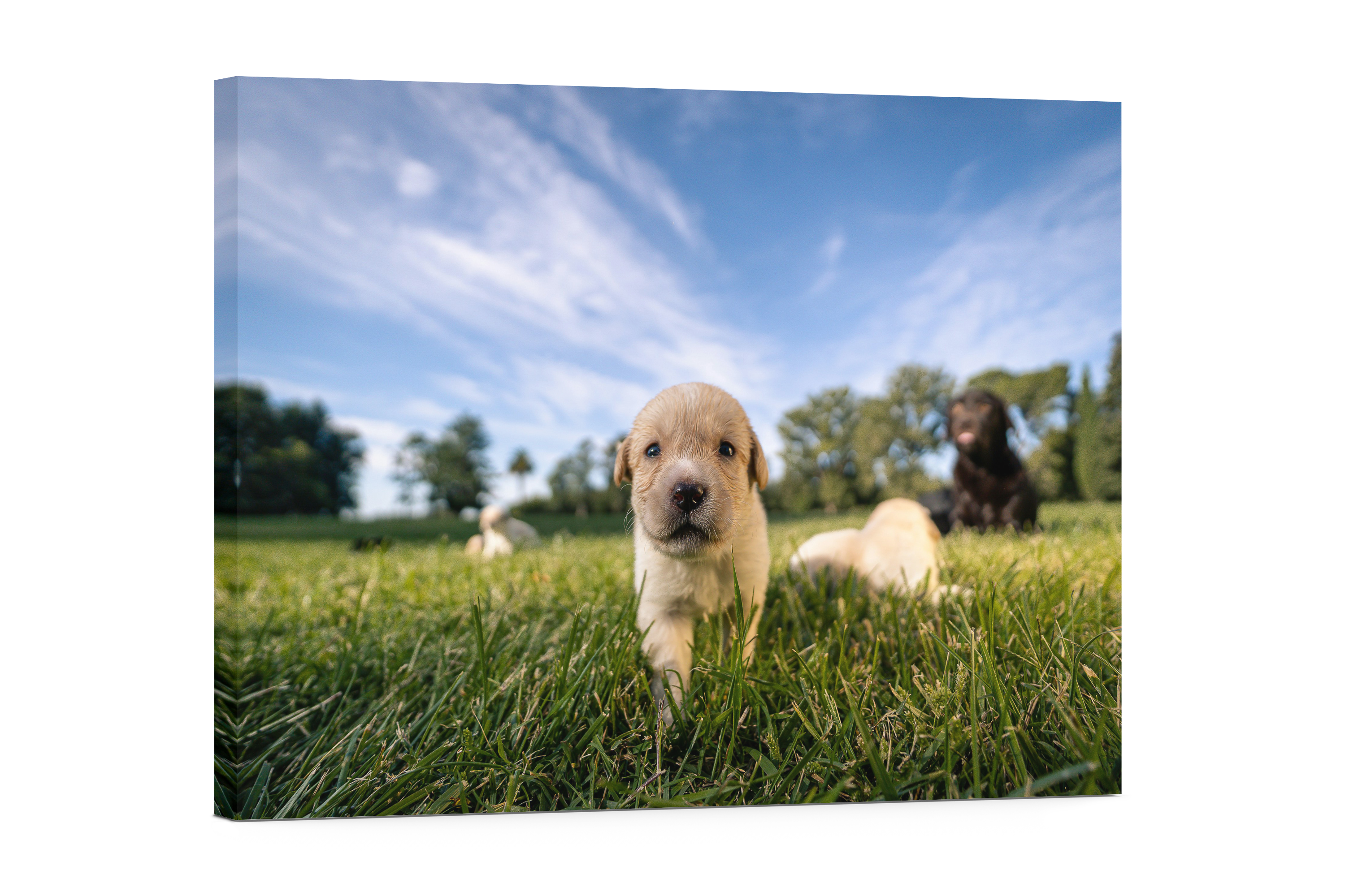 Tableau Personnalisé sur Toile Premium – (Vos Photos en Qualité Galerie)