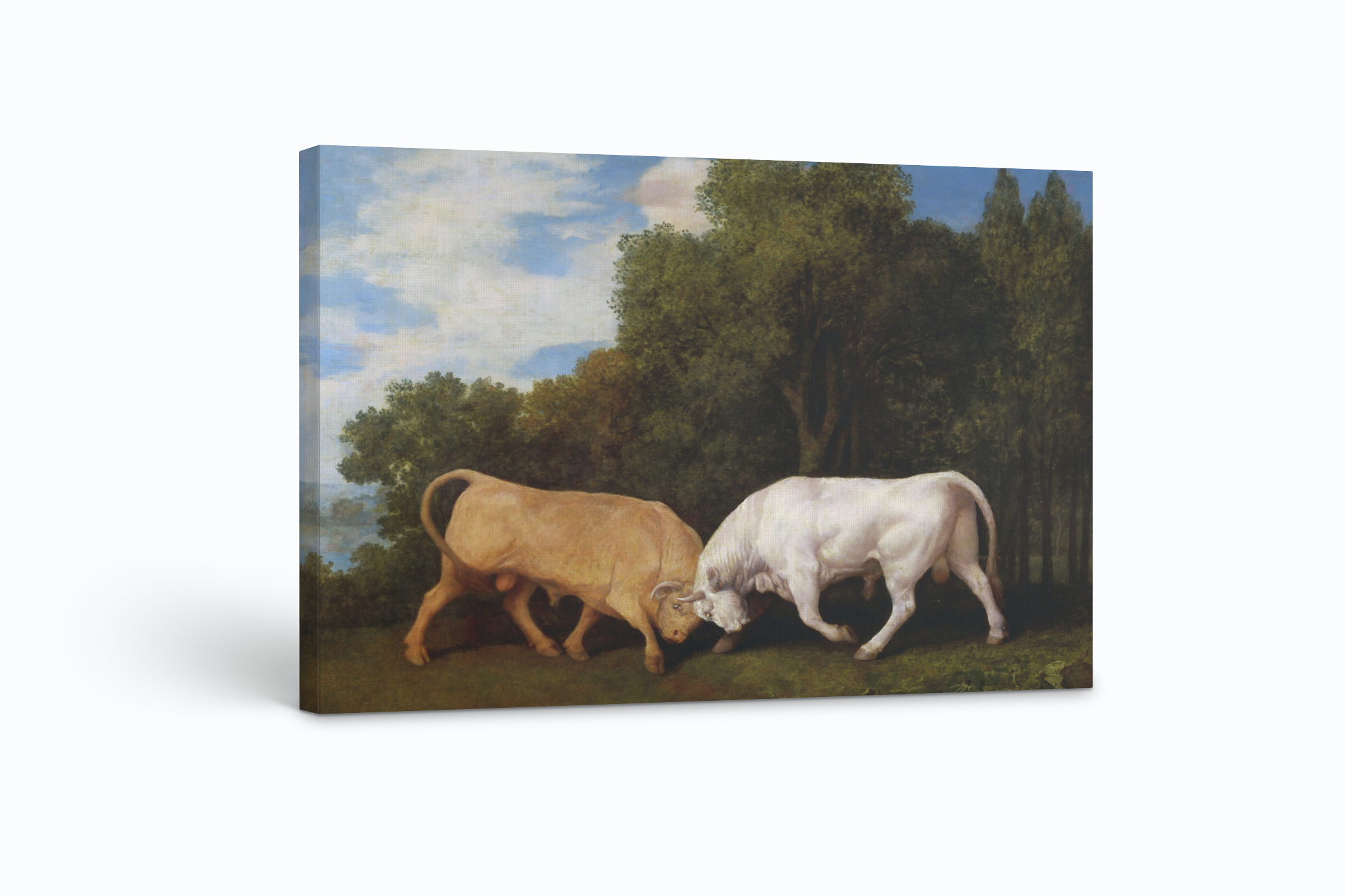 Toros peleando - George Stubbs - Lienzo premium 430g (calidad de galeria)