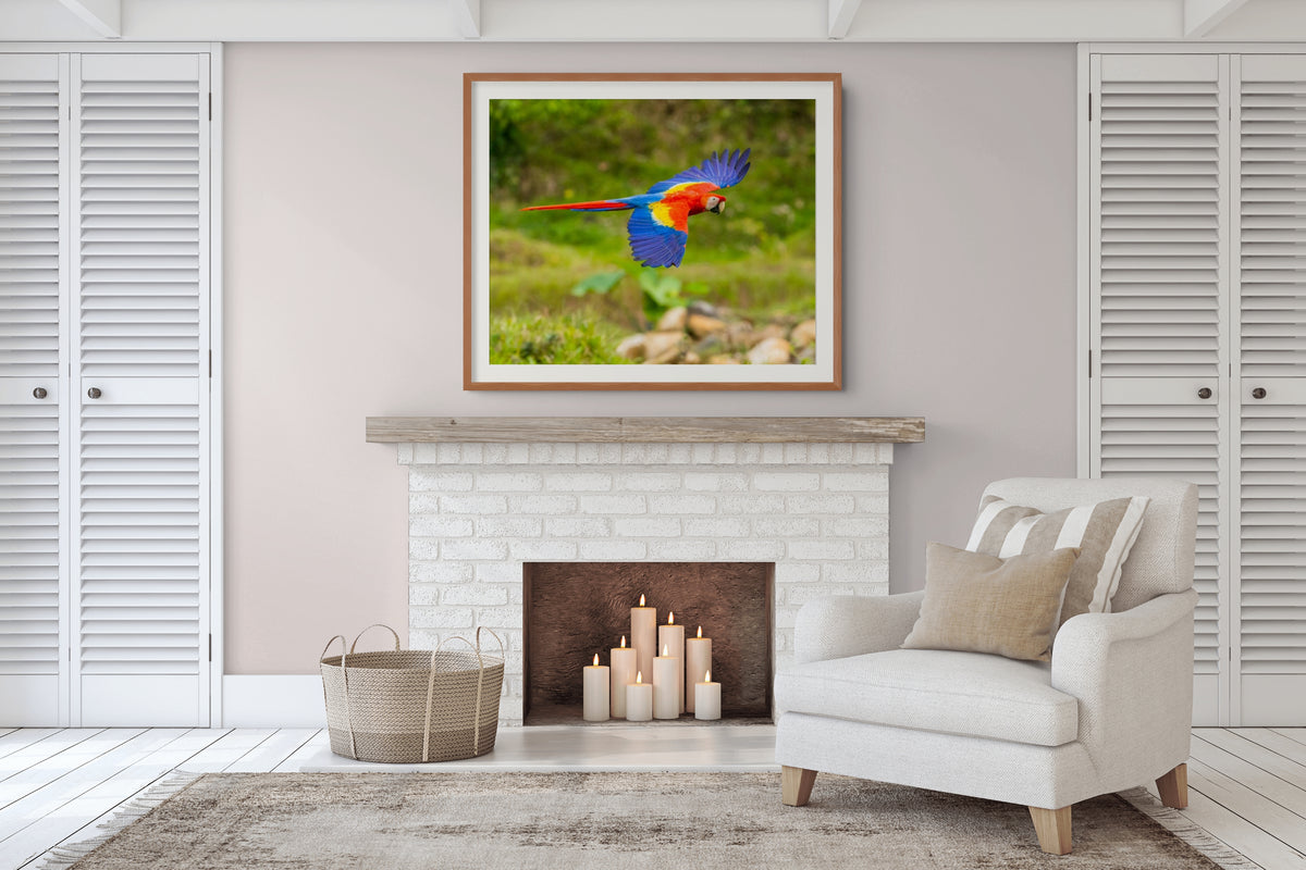 Fauna - Reino Animal - Lienzo premium 430g (calidad de galeria)